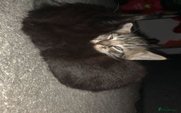 Mixed Breed cats for sale: 2 male kittens for sale  - Image 3