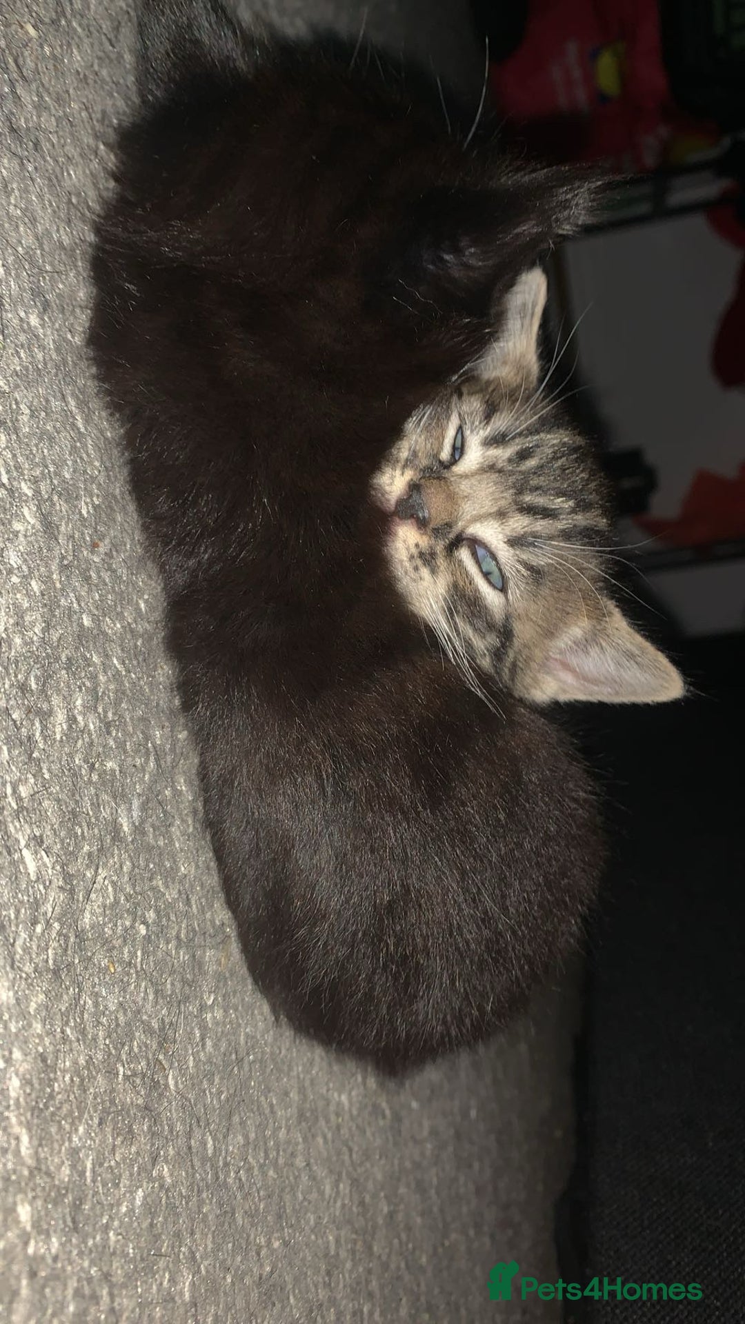 Mixed Breed cats for sale: 2 male kittens for sale  - Image 3