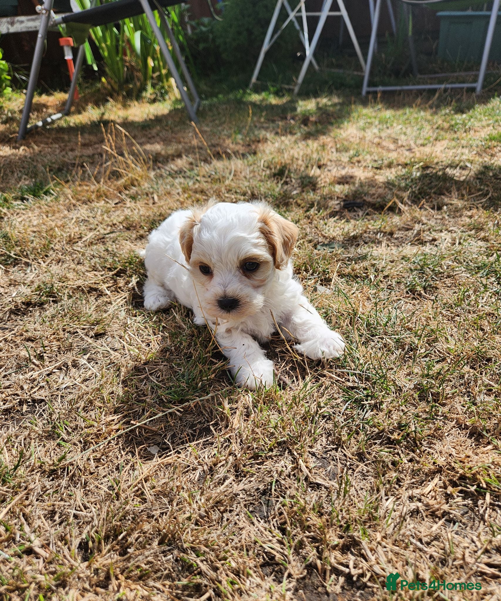 Bichon Frise dogs Bichon frise,, - Advert 2