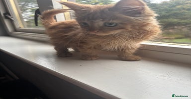 British Longhair cats - Advert 7