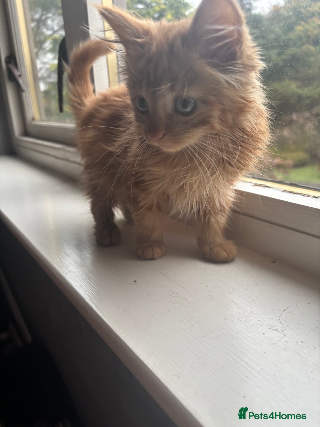 British Longhair cats for sale: 1 male and 1 female 15 week old kittens - Image 3