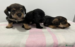 Mixed Breed dogs for sale: READY 1 WEEK SCHNOXIES (MINI DAXI X MINISCHNAUZER) - Image 4