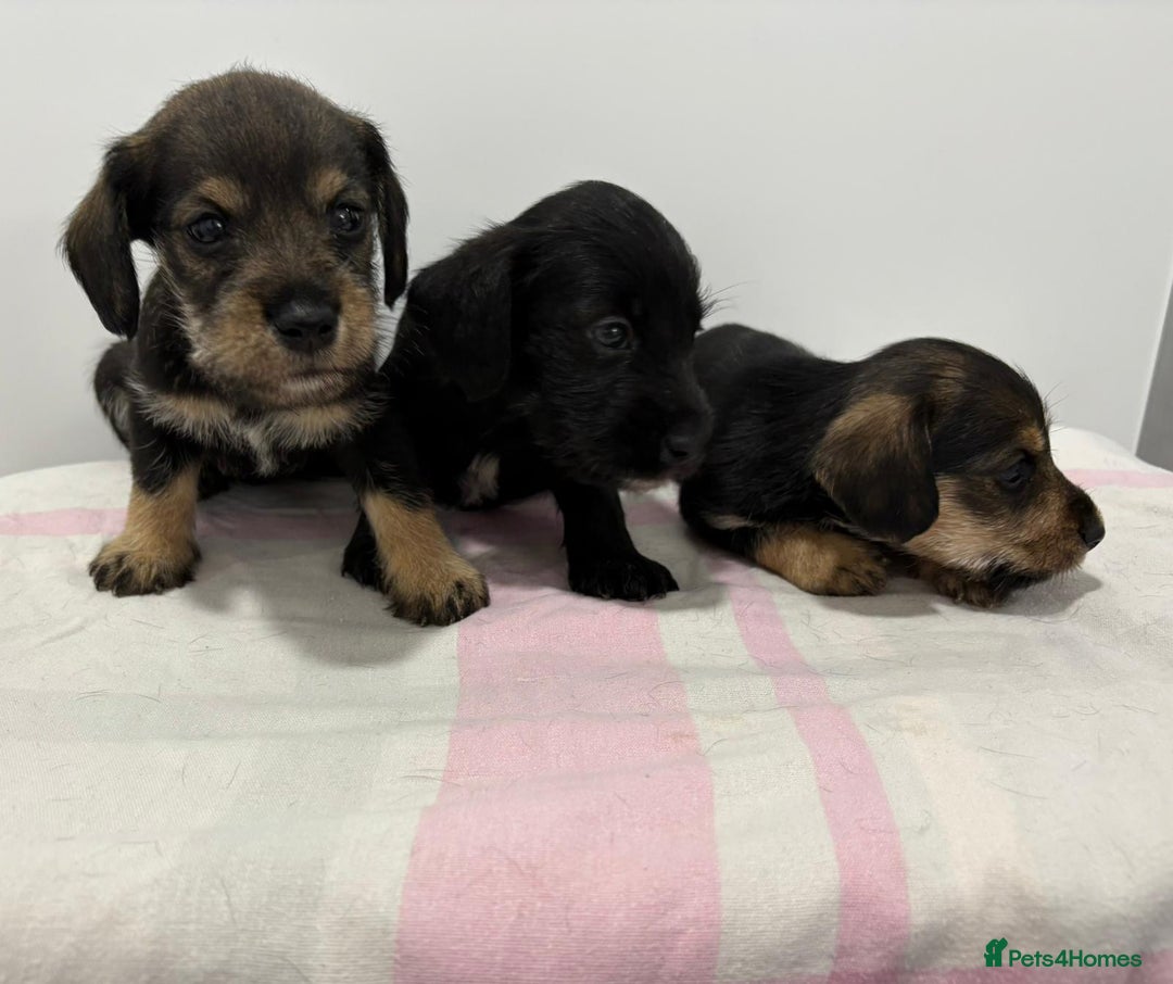 Mixed Breed dogs for sale: READY 1 WEEK SCHNOXIES (MINI DAXI X MINISCHNAUZER) - Image 4
