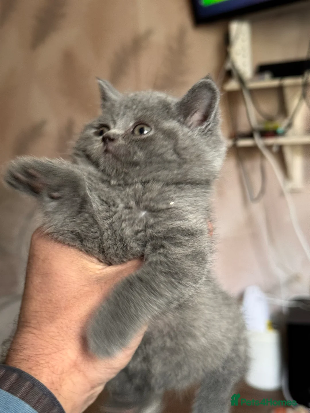 British Shorthair cats for sale: 🔥 ❤️❤️ beautiful British shorthair kittens  - Advert 2