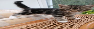 Mixed Breed Kitten 3