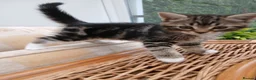 Mixed Breed cats for sale: British Blue mixed kittens - Advert 9
