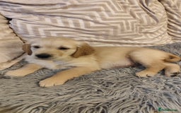 Golden Retriever dogs for sale: Gentle and loving Golden Retriever puppiess  - Image 19