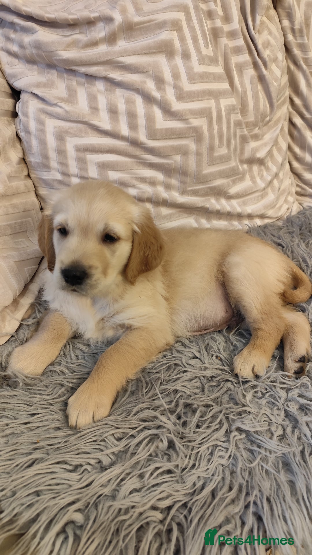 Golden Retriever dogs for sale: Gentle and loving Golden Retriever puppiess  - Image 19