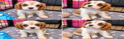 Cavalier King Charles Spaniel dogs for sale: Last beautiful boy left! Reduced - Advert 9