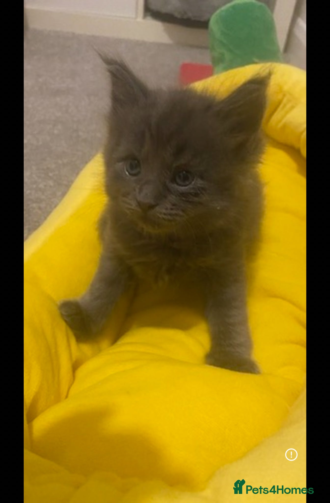 Maine Coon cats Beautiful Maine Coon x Ragdolls - Advert 16