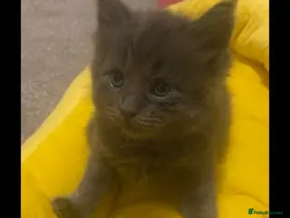 Maine Coon cats Beautiful Maine Coon x Ragdolls - Advert 16