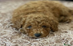 Miniature Poodle dogs for sale: 🐩♥️Kc reg miniature poodles♥️🐩 - Image 11