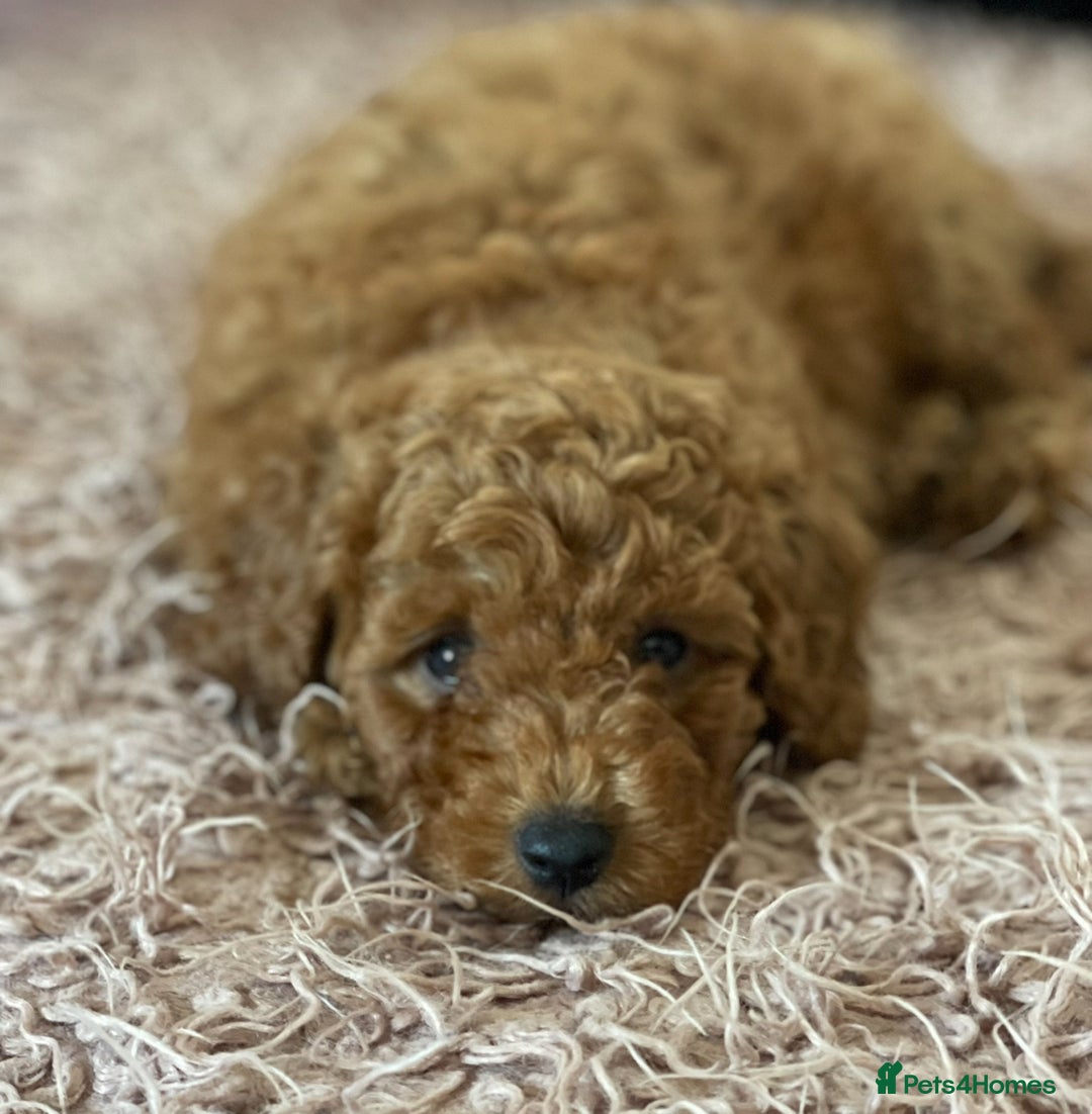 Miniature Poodle dogs for sale: 🐩♥️Kc reg miniature poodles♥️🐩 - Image 11