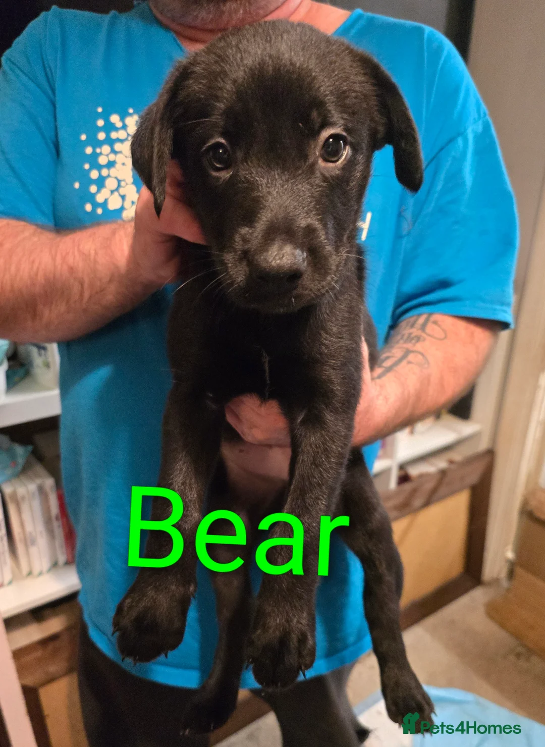 Mixed Breed dogs for sale: Doberman x Border Collie pups - Advert 7