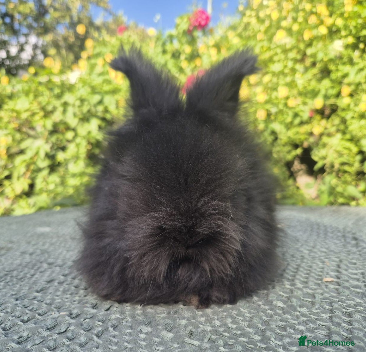 Angora rabbits The cutest black beauties 🖤 Full faced angora!  - Advert 2