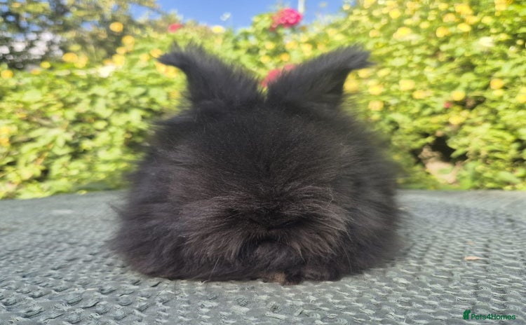 Angora rabbits - Advert 10