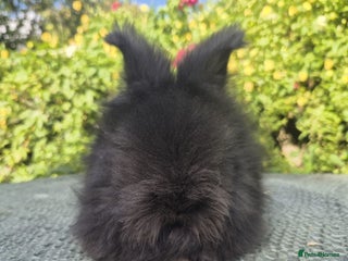 Angora rabbits - Advert 1