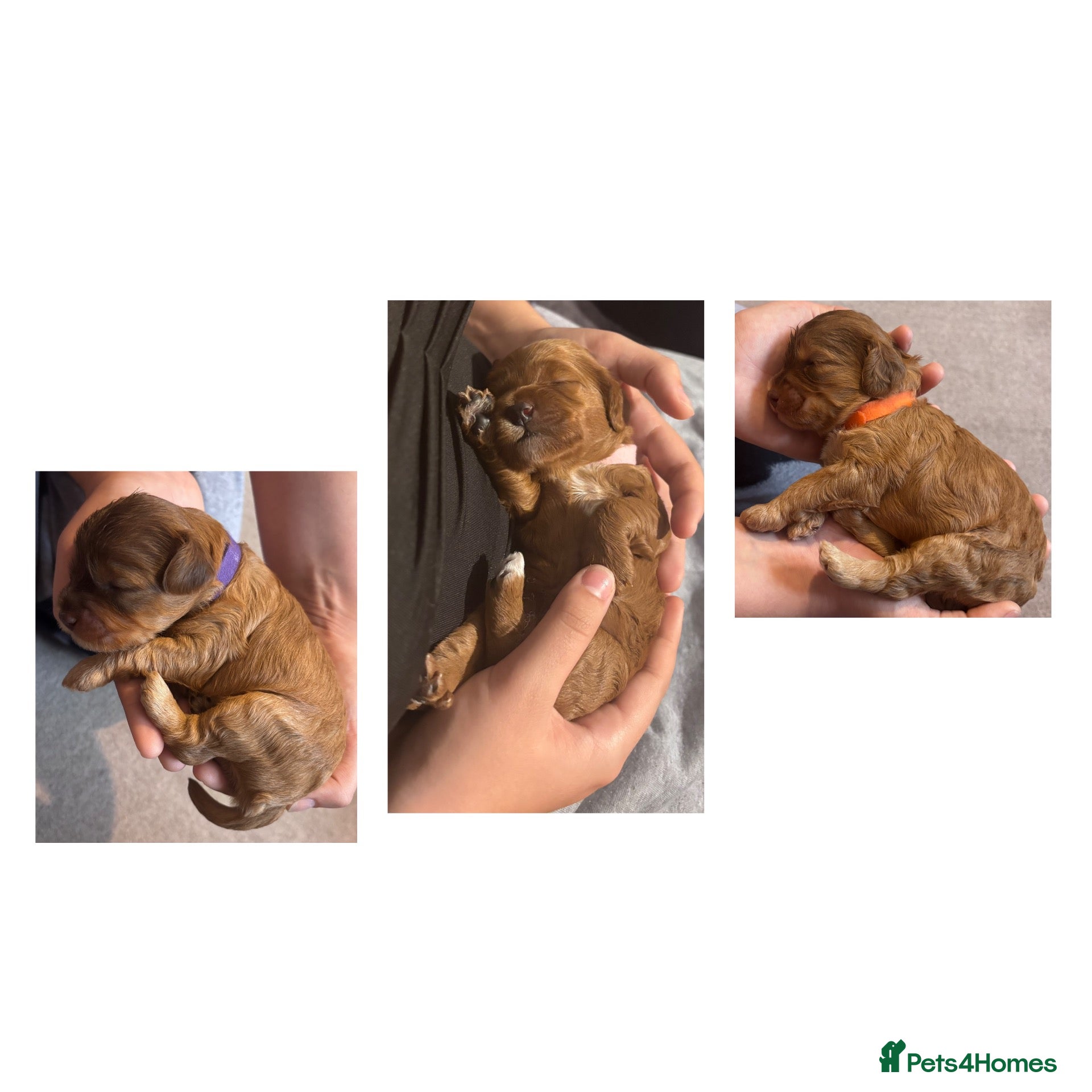Cockapoo dogs 3 LEFT! Toy F2 Cockapoo Puppies - Poole, VIEW NOW - Advert 2
