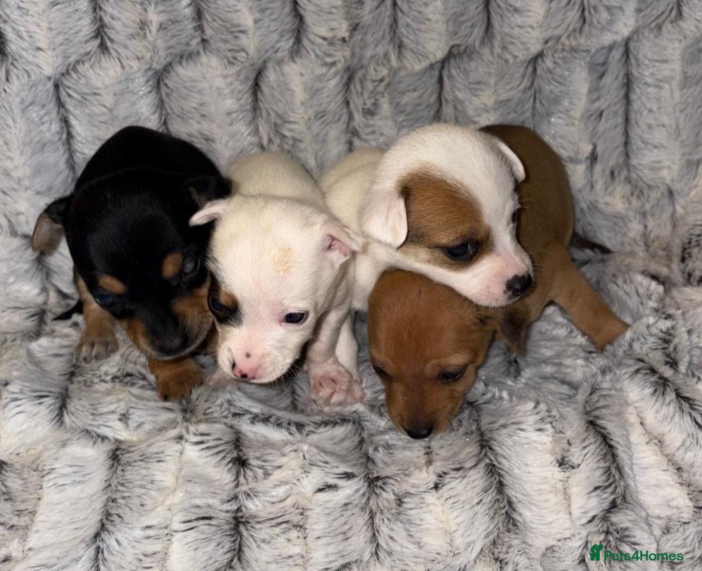 Jack Russell dogs Miniature jack Russell puppies - Advert 1