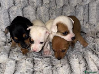Jack Russell dogs Miniature jack Russell puppies - Advert 1