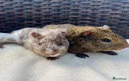 Guinea Pig rodents for sale: Male baby guinea pigs - Image 3