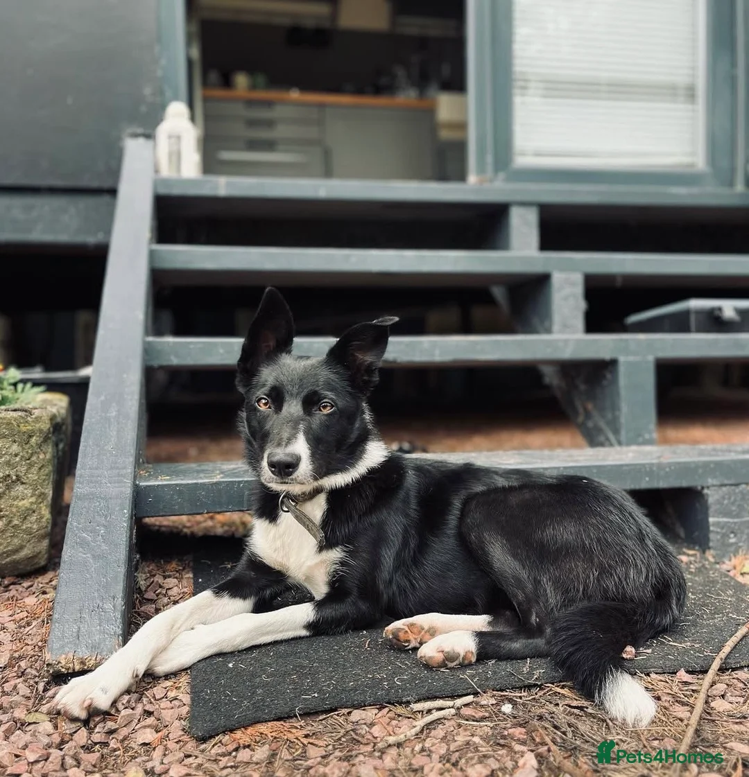 Mixed Breed dogs for sale: Collie x Kelpie puppies available! - Advert 6