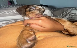 Miniature Dachshund dogs for sale: Coco - Miniature dachshund  - Image 5