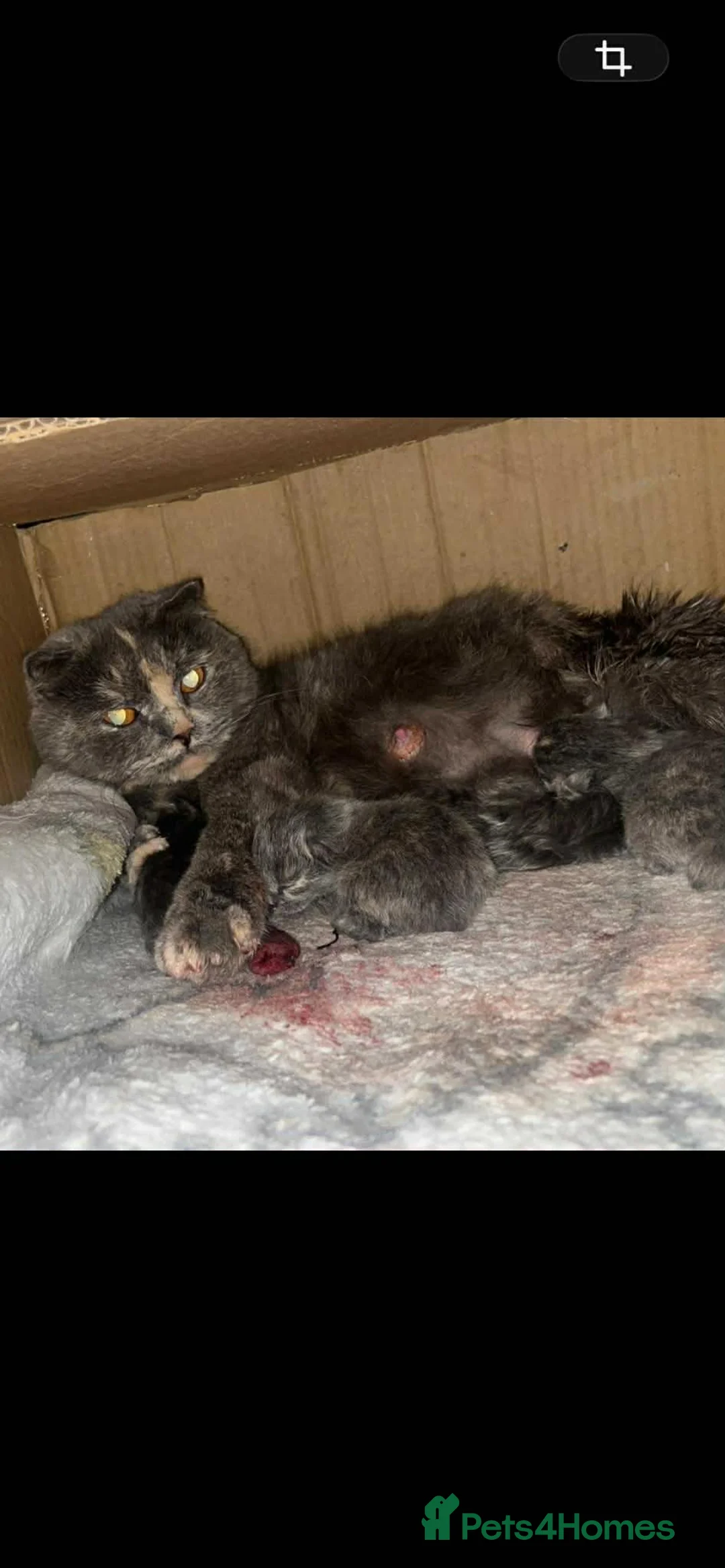 Scottish Fold cats for sale: Scottish fold kitten in Rotherham - Advert 1