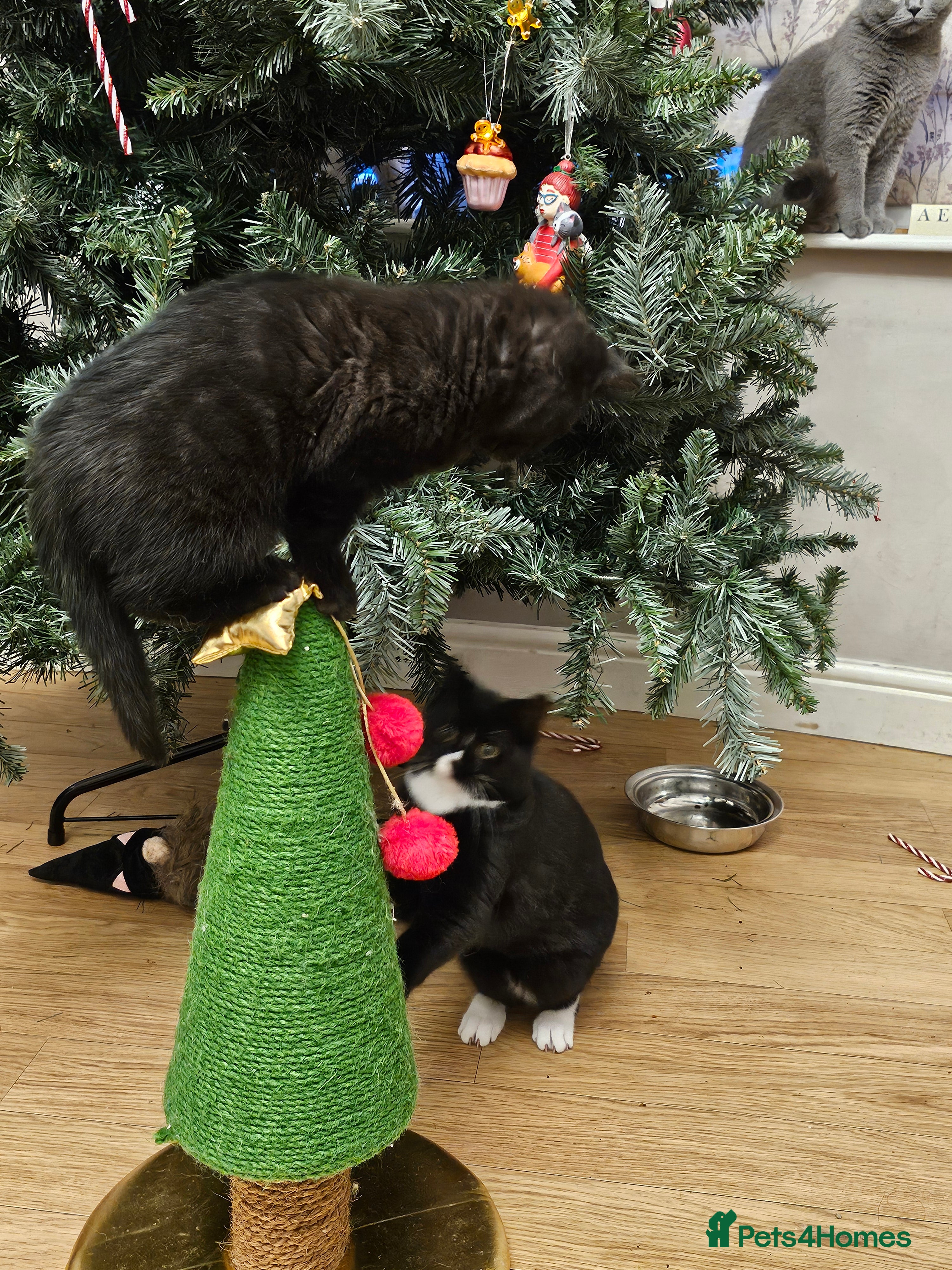 British Shorthair cats British shorthair cross DSH - Advert 1