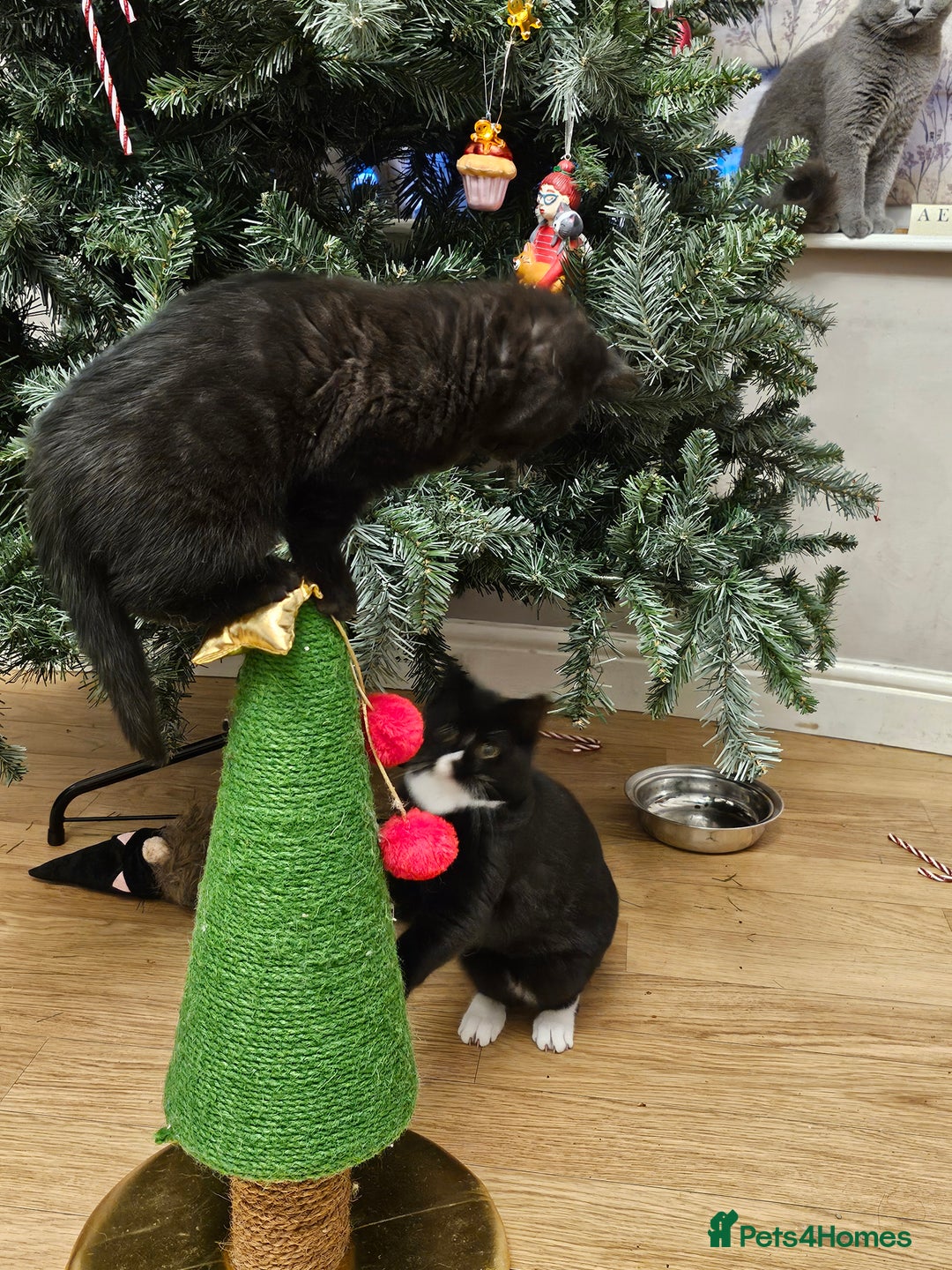 British Shorthair cats for sale: British shorthair cross DSH - Advert 1