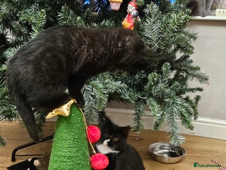 British Shorthair cats British shorthair cross DSH - Advert 6