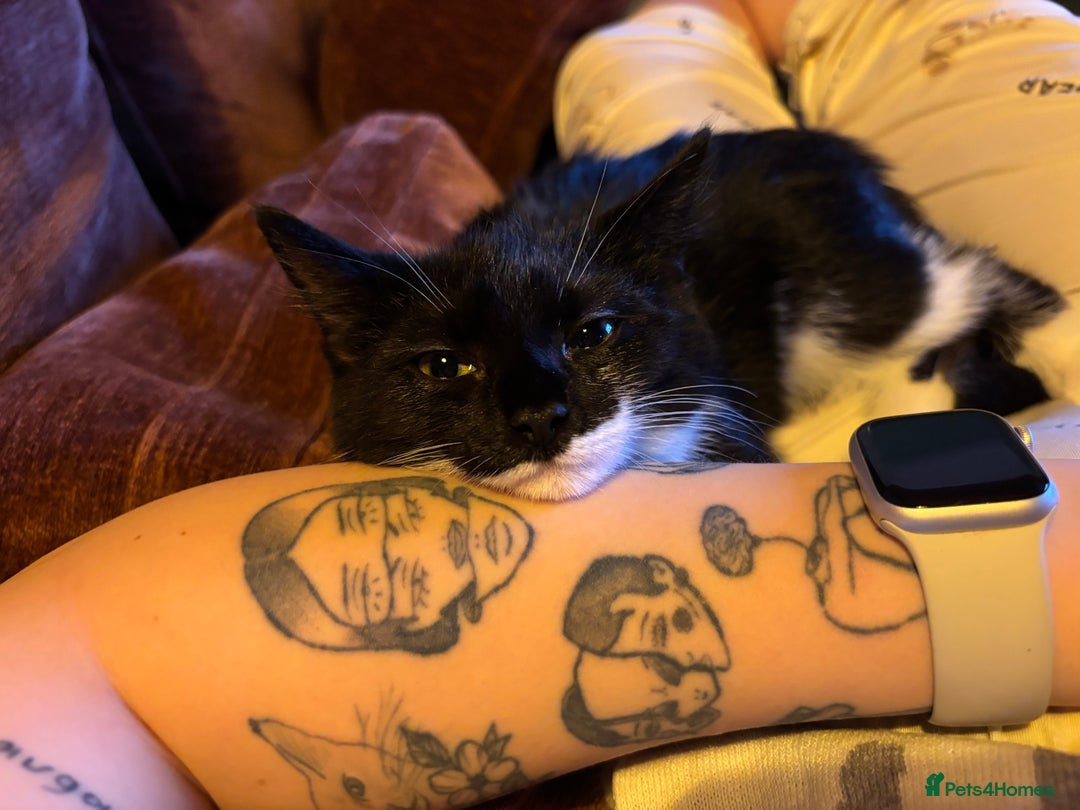 Mixed Breed cats for sale: Cat for sale  - Advert 4