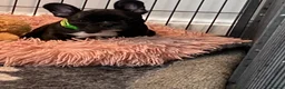 French Bulldog dogs for sale: Quality puppies reared by experienced breeders. - Advert 9