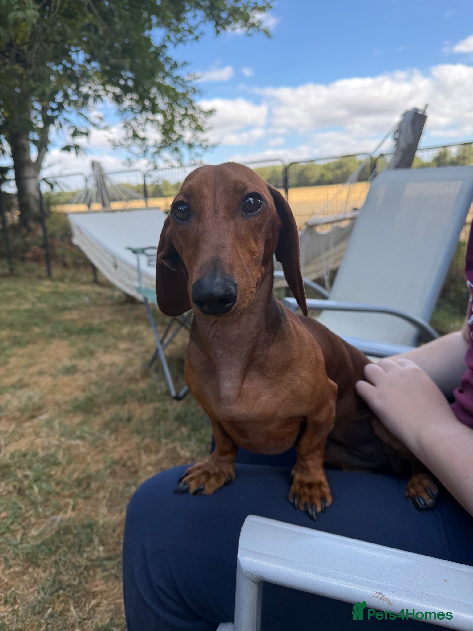 Miniature Dachshund dogs Miniature Smooth Red Dachshund Female - Advert 2