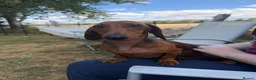 Miniature Dachshund dogs for sale: Miniature Smooth Red Dachshund Female - Advert 2