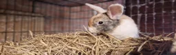 Mini Lop rabbits for sale: Gorgeous, friendly, ginger mini lop boys ready now - Advert 3