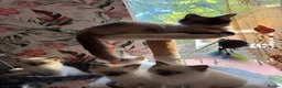 Ragdoll cats for sale: Ragdoll - Advert 3