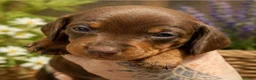 Miniature Dachshund dogs for sale: KC Registered Miniature Dachshund Puppies - Advert 3