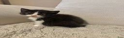 British Longhair cats for sale: Half bsh kittens  - Advert 2