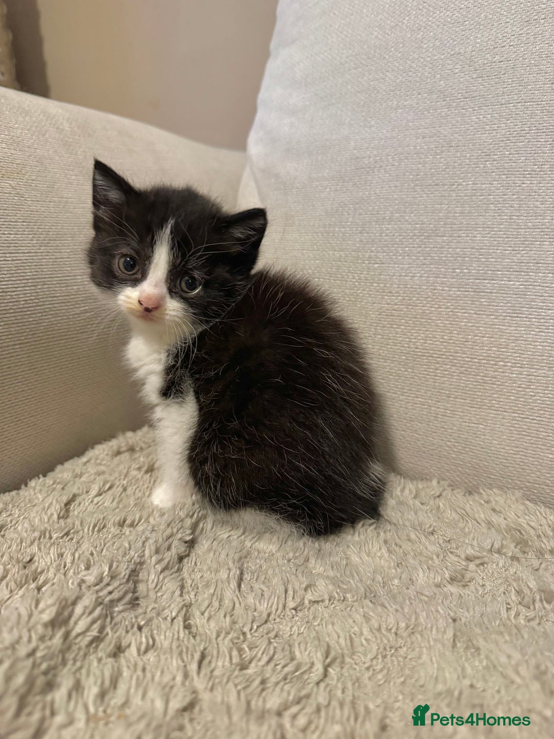 British Longhair cats for sale: Half bsh kittens  - Advert 2