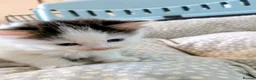 Mixed Breed cats for sale: Male & Female Kitten - Advert 6