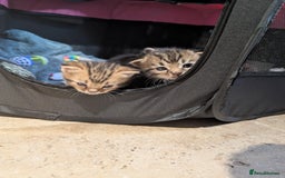 Ragdoll cats for sale: Tabby or black Ragdoll x kittens - Image 8