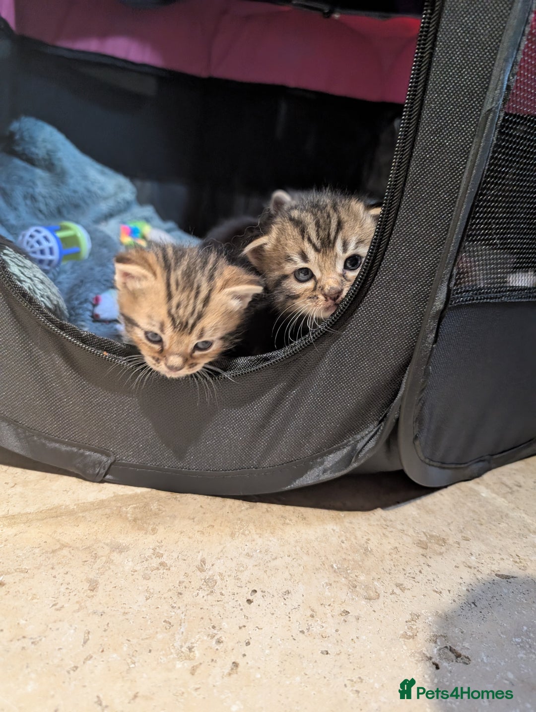 Ragdoll cats for sale: Tabby or black Ragdoll x kittens - Image 8