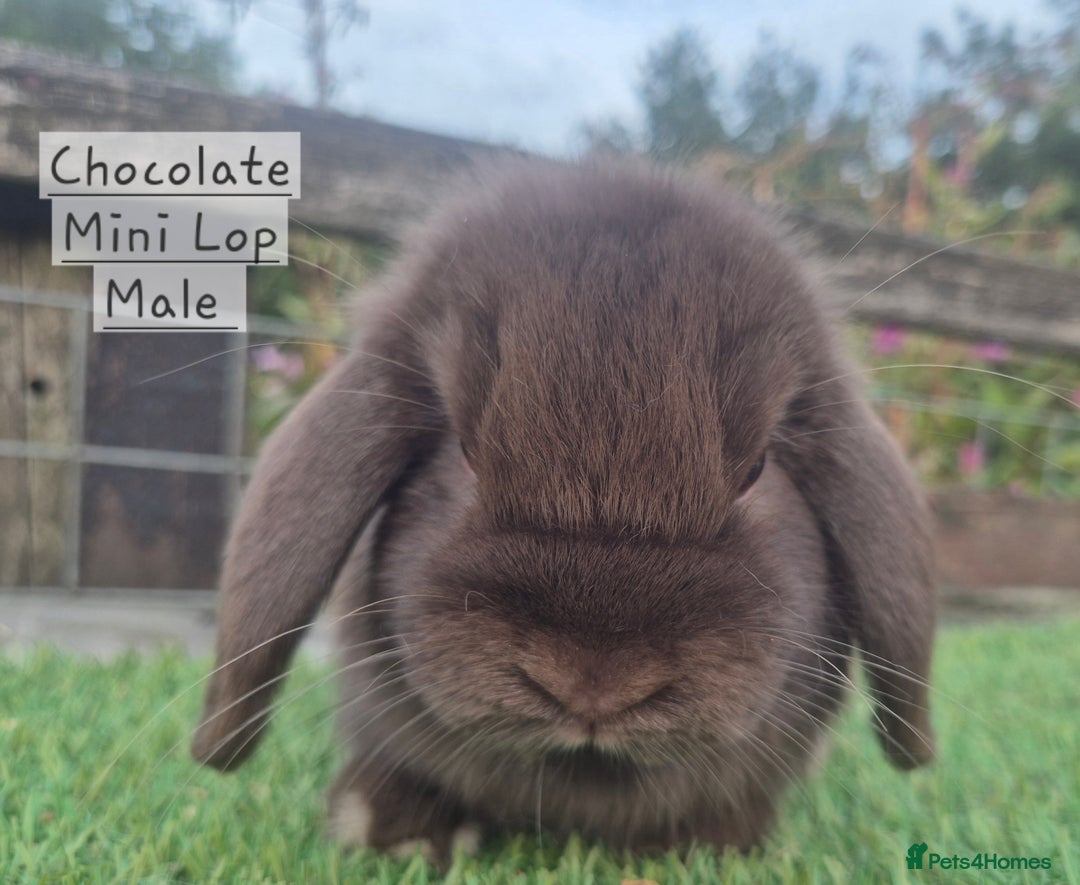 Mini Lop rabbits for sale: Various young mini lop males  - Image 13