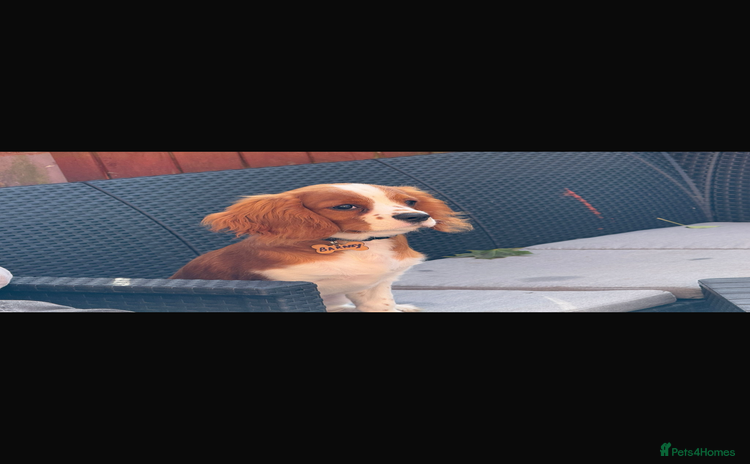 Cavalier King Charles Spaniel dogs King Charles cavalier 8 months old - Advert 13