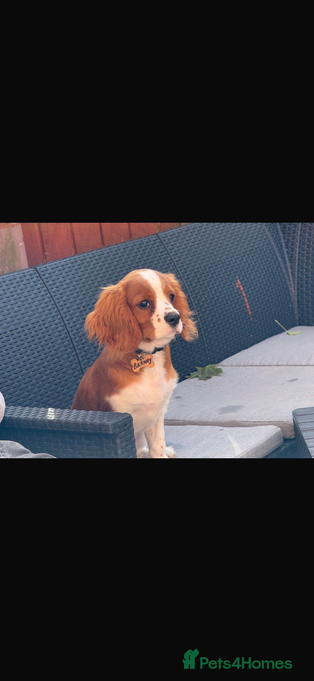 Cavalier King Charles Spaniel dogs for sale: King Charles cavalier 8 months old - Advert 1