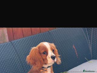 Cavalier King Charles Spaniel dogs King Charles cavalier 8 months old - Advert 1