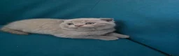 Scottish Fold cats for sale: 3 lovely Scotish Fold kittens  - Advert 3