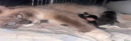 Mixed Breed cats for sale: Ragdol X kittens  - Advert 12
