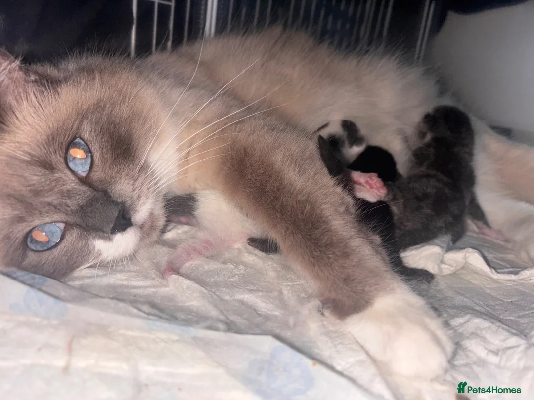 Mixed Breed cats for sale: Ragdol X kittens  - Advert 12
